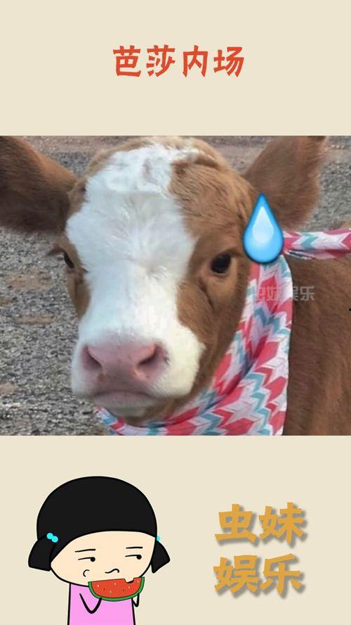 娱乐吃瓜酱网图,揭秘娱乐圈最新热点，带你领略明星幕后故事  第1张