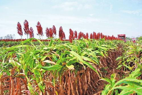 红高梁在线观看,烽火岁月里的爱情与抗争  第2张