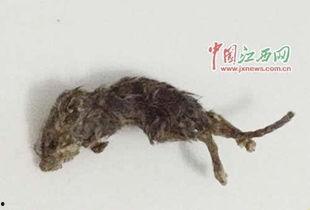 穷人养鼠大法娱乐吃瓜,趣味养鼠,吃瓜乐趣无限 第2张 穷人养鼠大法娱乐吃瓜,趣味养鼠,吃瓜乐趣无限 第2张